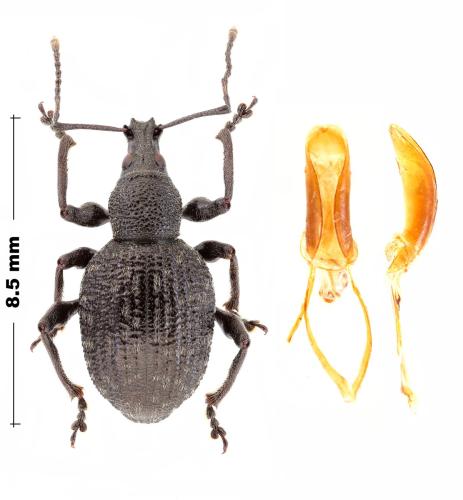 Réf. 318 993 : Otiorhynchus sp.